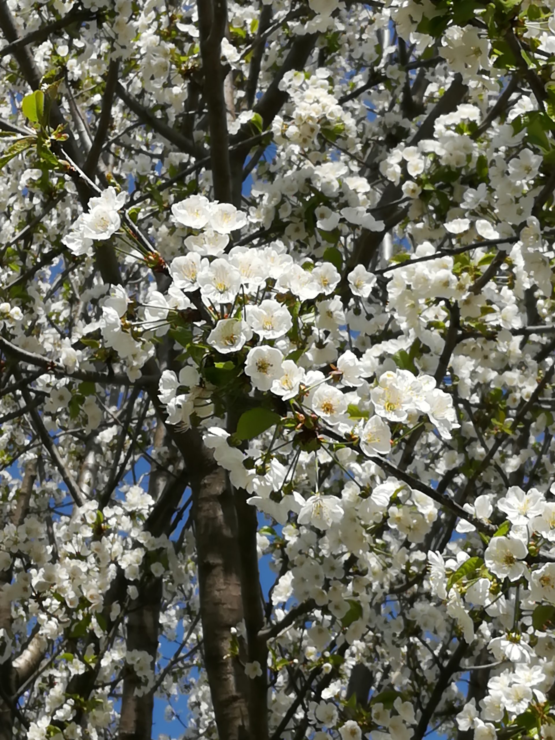 Buona Pasqua!