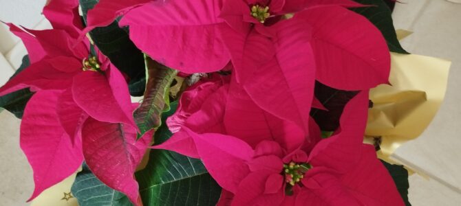 BUON NATALE E BUONE FESTE!!!